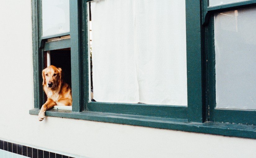 Szczekający pies sąsiada – co robić?