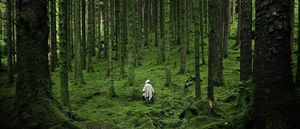 W Norwegii już nigdy żadne drzewo nie zostanie pozbawione życia. Zakażą też diesla i…