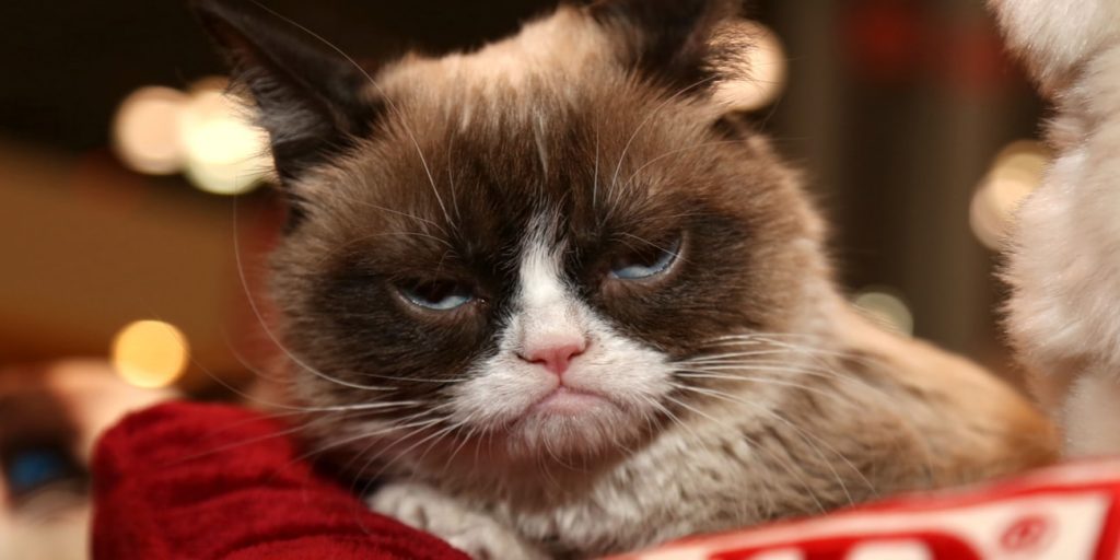 Grumpy Cat wygrała 710 tys. dolarów w sprawie przeciwko producentowi kawy, który bezprawnie używał jej wizerunku