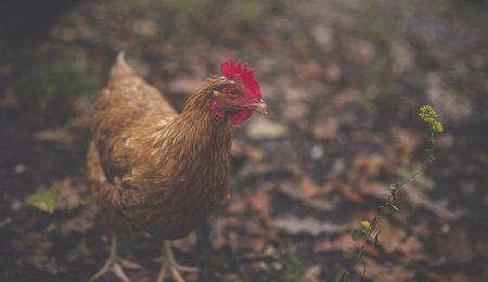 BGŻ BNP Paribas oskarżony o to, że kura znosząca złote jaja została potraktowana w sposób przedmiotowy