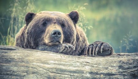 Selfie z niedźwiedziem – nowa moda w Bieszczadach bije rekordy głupoty
