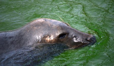 Jakiś zwyrodnialec poluje na bałtyckie foki. Co grozi za okrucieństwo wobec zwierząt?