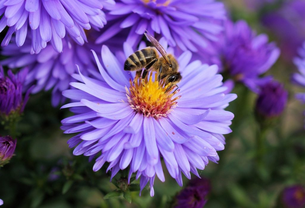 Greenpeace bierze pieniądze na ochronę pszczół. A na co je wydaje?