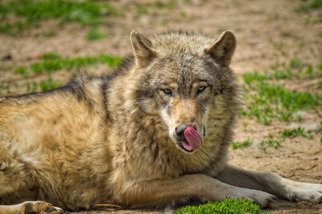 Wilk z Czerwonego Kapturka oskarżony o próbę zabójstwa. Surowa kara dla baśniowego stwora