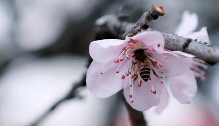 Pornhub chce ratować pszczoły proponując użytkownikom filmy z nowej kategorii – BeeSexual