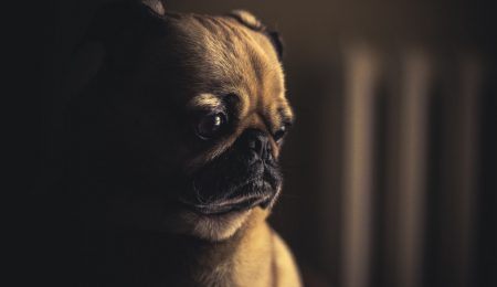 Uśpienie psa na złość internautom i zwierzę w klatce tonącej w odchodach, czyli o kryzysie hotelu w Bądzowie