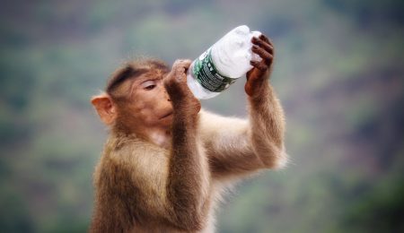 Polacy kupują codziennie 3 mln buteleczek z wódką. Samorządy się zbuntowały – idzie koniec małpek