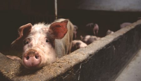 Świnie karmione zlewkami muszą być zabite. Bezduszne prawo, czy racjonalna ochrona zdrowia konsumentów?