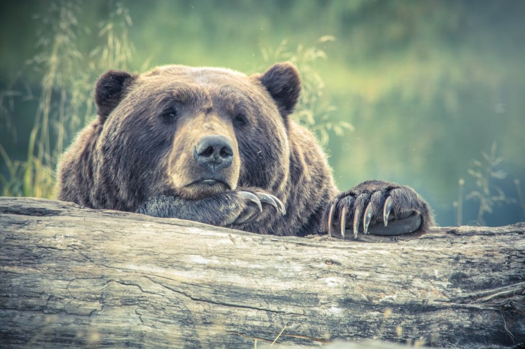 Pijany 23-latek zaatakował niedźwiedzia w warszawskim zoo. Najsurowszą karę dostanie za brak maseczki