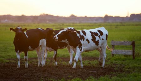 Krowa potrafi wyprodukować nawet 100 kg metanu w ciągu roku, Orlen chce na tym zarabiać