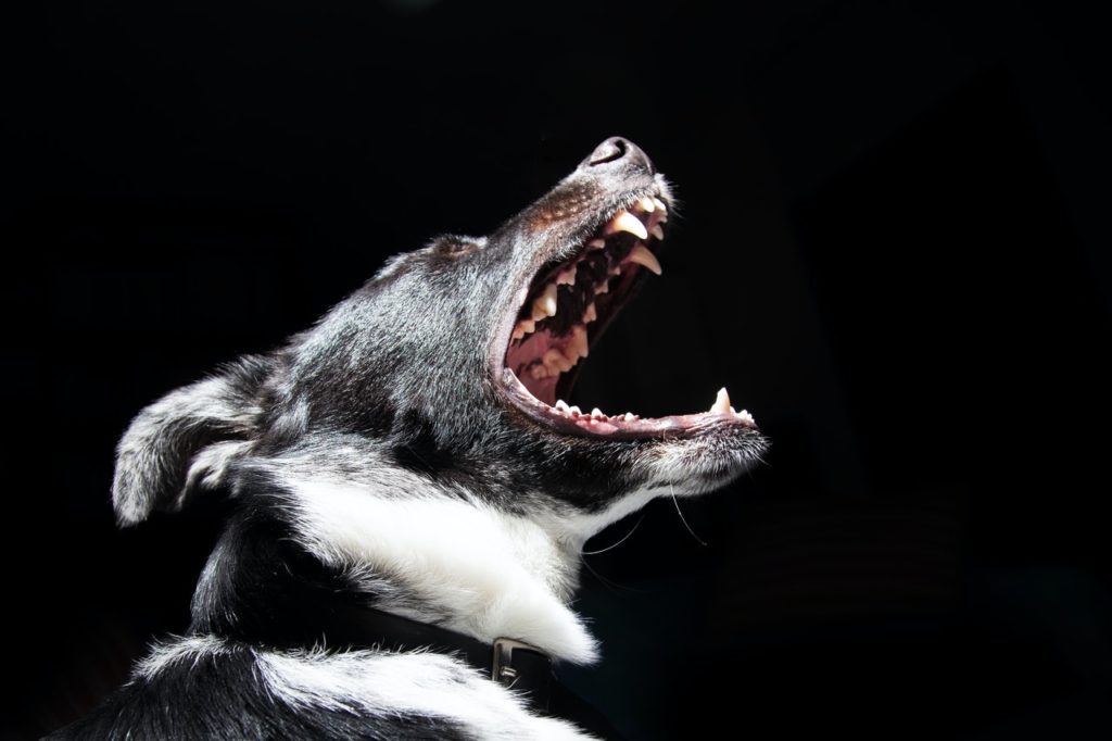 Kara za szczekanie psa została nałożona na jego właścicielkę przez elbląski sąd. Czy to oznacza, że pies nie ma prawa szczekać?