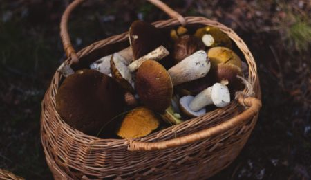 Nie kupujcie grzybów od akwizytorów! We Wrześni zmarły już 4 osoby po „kaniach” od domokrążcy