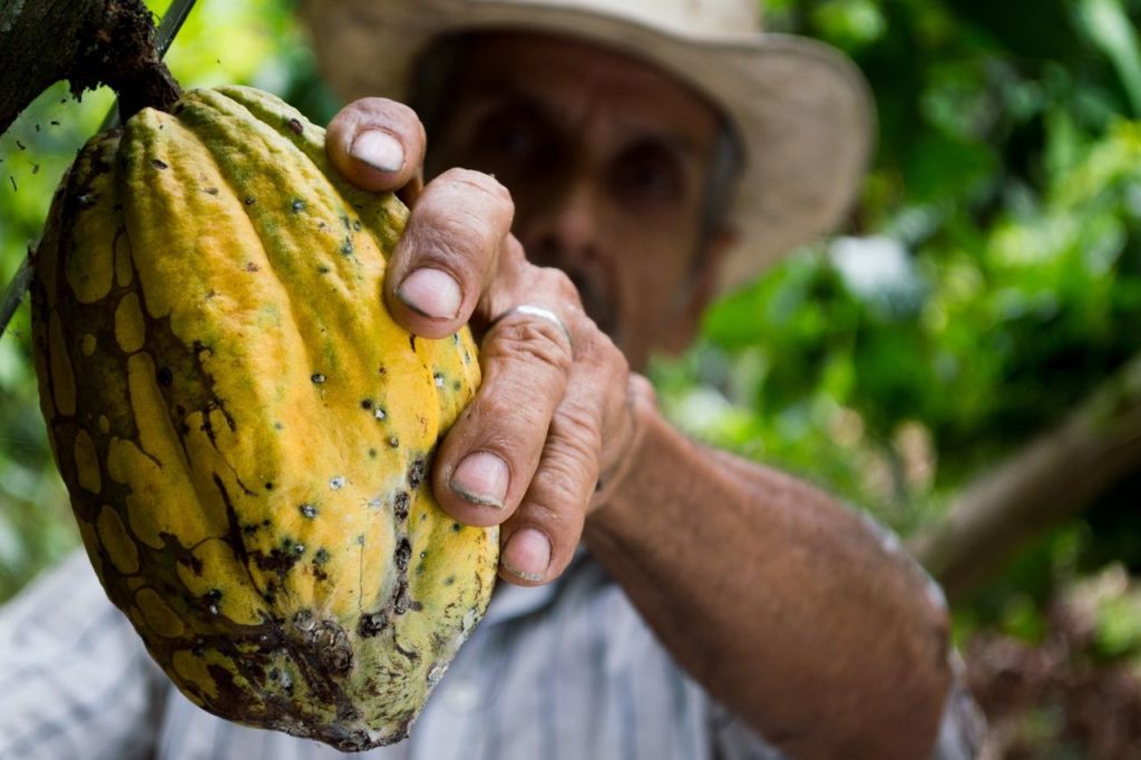 Mars i Nestlé pozwane za wykorzystywanie niewolniczej pracy dzieci na plantacjach kakao. Koncerny próbują się bronić
