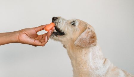 Czy karmienie psa wegańskim jedzeniem to znęcanie się nad nim, za które można pójść do więzienia?