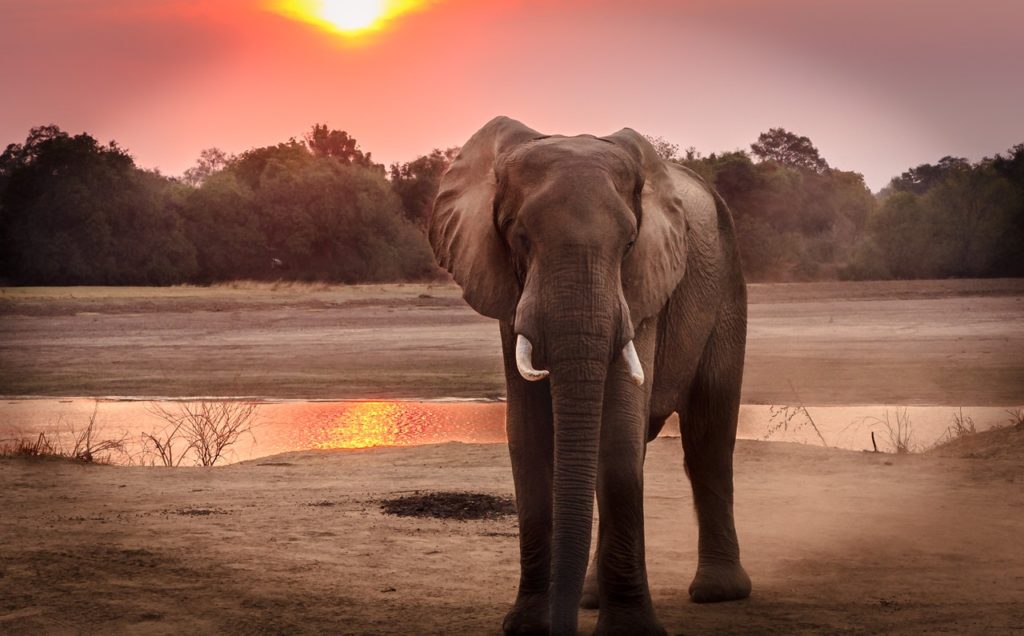 Aktywiści chcą uznania osobowości prawnej słonia i wykazania, że jest on bezprawnie aresztowany w ZOO