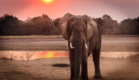 Aktywiści chcą uznania osobowości prawnej słonia i wykazania, że jest on bezprawnie aresztowany w ZOO