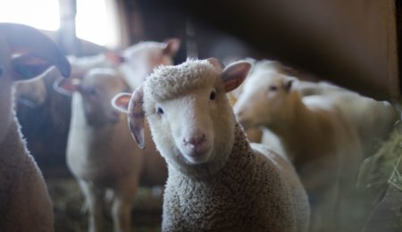 Owce koszą kasę, aż miło, ale nie wszyscy są zadowoleni. Ich zdaniem, to za duży wypas