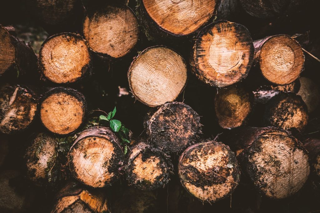Drewno opałowe może być alternatywą dla węgla. Za tę samą kwotę można mieć substytut nawet 6 ton – przynajmniej teoretycznie