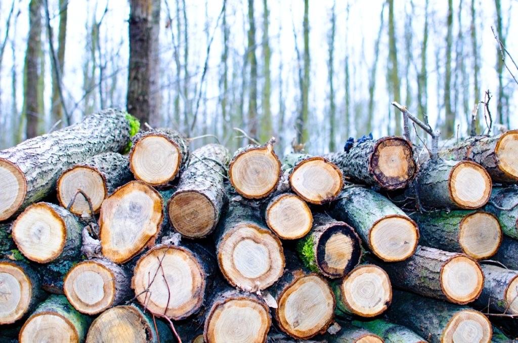 Jeśli chcesz kupić drewno, to lepiej się pospiesz. Większość zasobu na ten rok jest już wykupiona