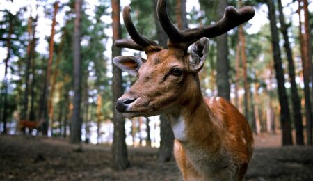 CD Projekt Red szuka jeleni do testowania im gier za darmo? Niekoniecznie