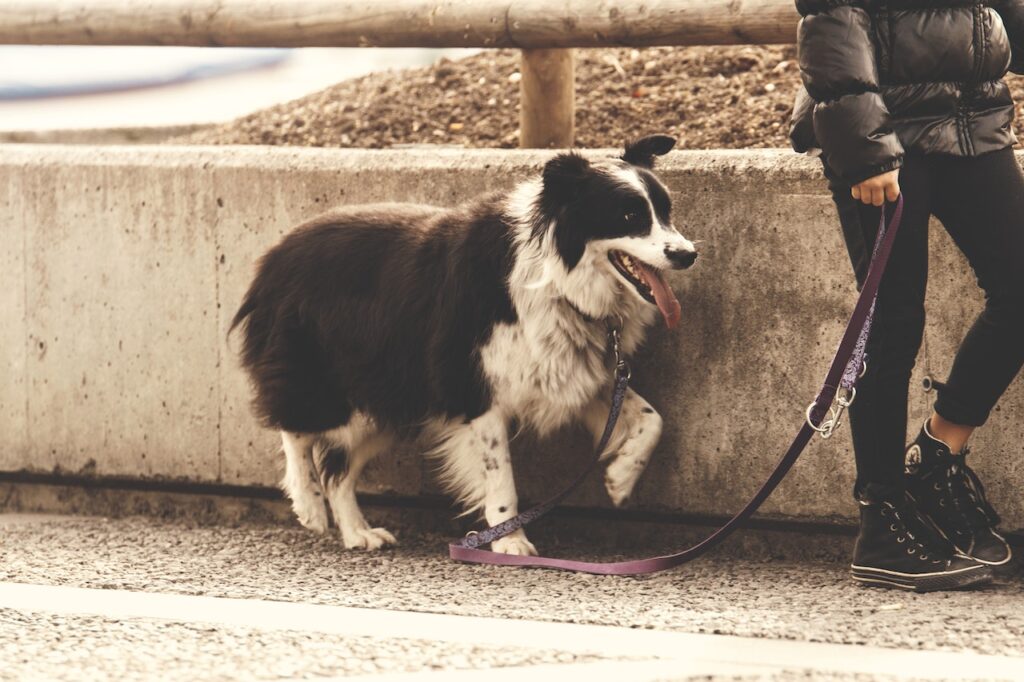 Zakaz wprowadzania psów do parku? To nielegalne – przekonuje Rzecznik Praw Obywatelskich