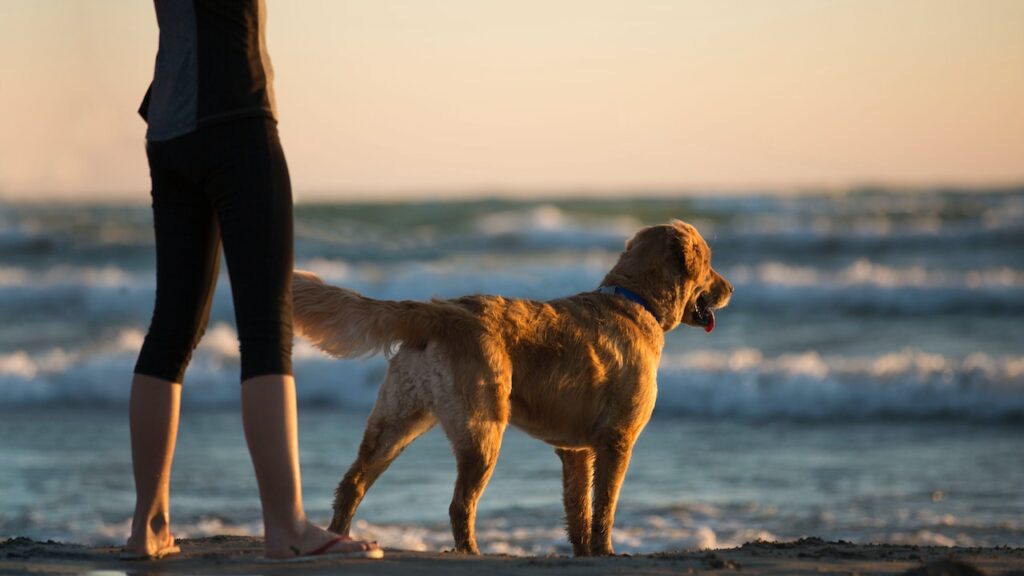 Gmina nie może zabronić Ci pójścia z psem na plażę. Niektórzy radni jednak próbują obchodzić przepisy