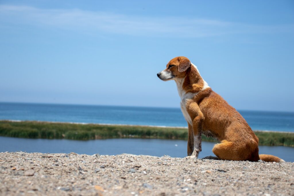 Kontrowersje wokół zakazu wprowadzania psów do parków, na skwery i plaże. Samorządy nie chcą z niego zrezygnować