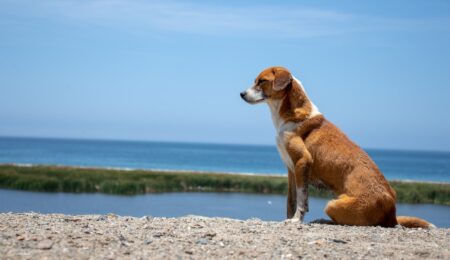 Kontrowersje wokół zakazu wprowadzania psów do parków, na skwery i plaże. Samorządy nie chcą z niego zrezygnować