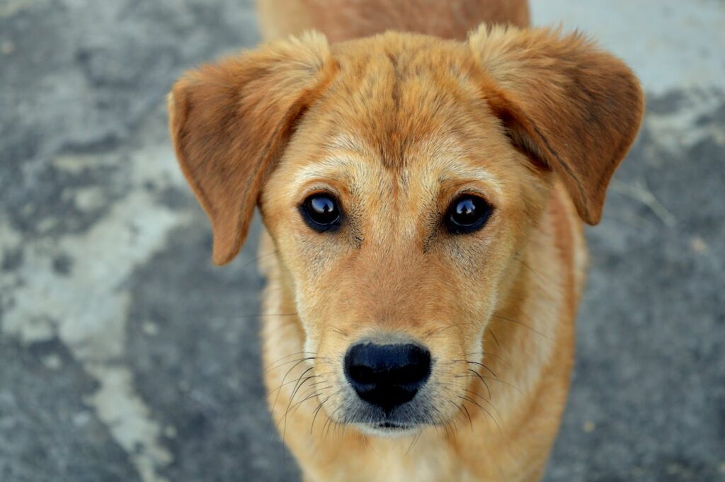 Osoby, które adoptują psa z tego schroniska, mogą liczyć na 1500 zł dofinansowania. Ale pod pewnymi warunkami
