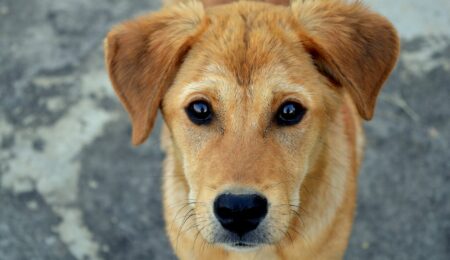 Osoby, które adoptują psa z tego schroniska, mogą liczyć na 1500 zł dofinansowania. Ale pod pewnymi warunkami