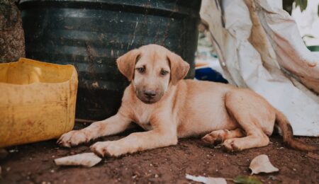 WSA: ubóstwo właściciela nie może stać się uzasadnieniem trzymania psów w złych warunkach