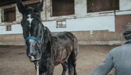 Siedem niedożywionych i chorych koni odebrano właścicielowi. Teraz musi je utrzymywać polski podatnik, a to kosztuje krocie