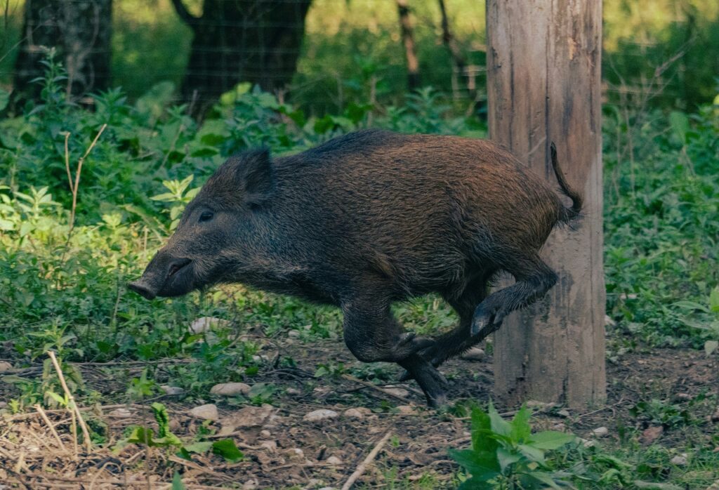 Kiedy można dostać pieniądze z powodu zniszczeń spowodowanych przez dziki? Co z ogródkiem?