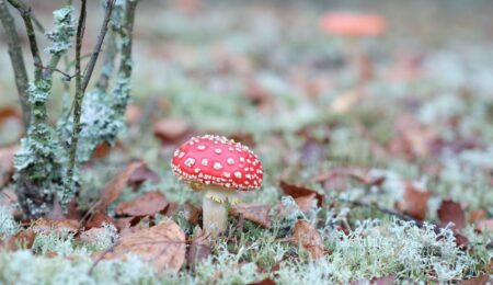 O tych grzybach mówi się jako o naturalnych dopalaczach. GIS nie ma wątpliwości