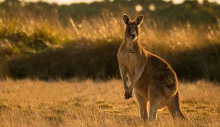 Rząd Australii wprowadza prawną ochronę płatności gotówkowych. Europa powinna pójść tym samym torem