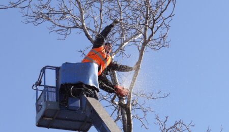 Stare drzewa przy granicy działki zagrażające sąsiadom muszą zostać wycięte